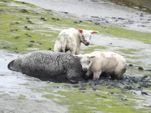 Menno 01 Drama aan de Waddenzee